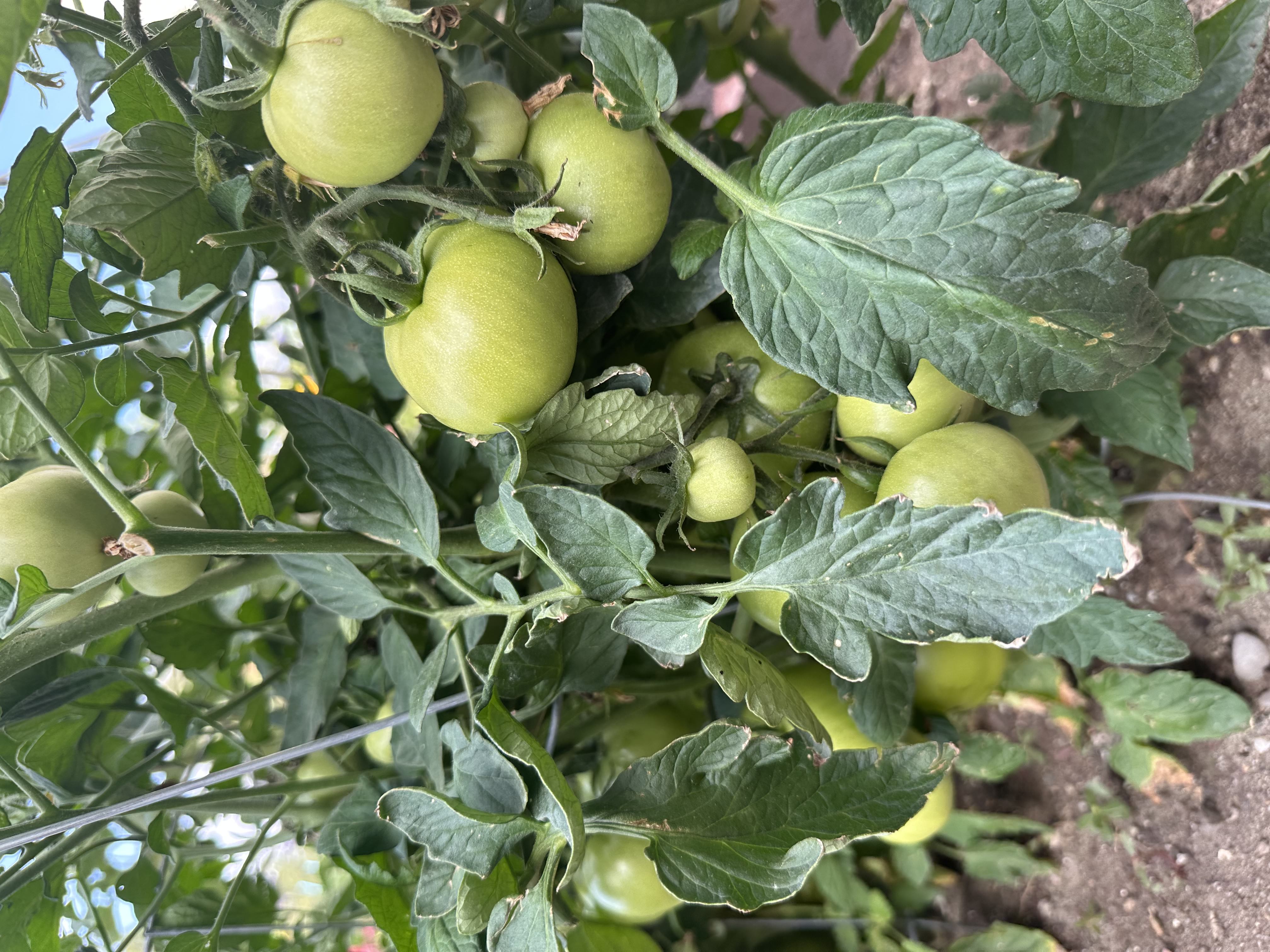 Tomato Plant from garden